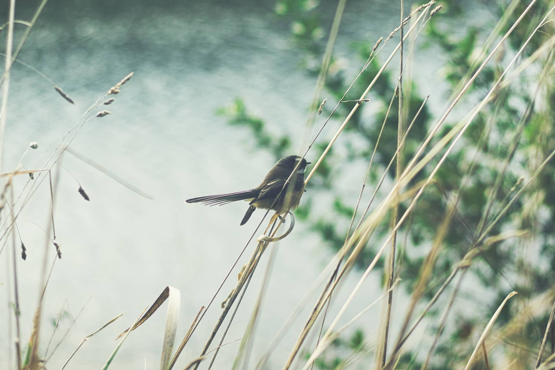 Photo of a fantail perched on some thin reeds in the foreground, with a lake in the background.