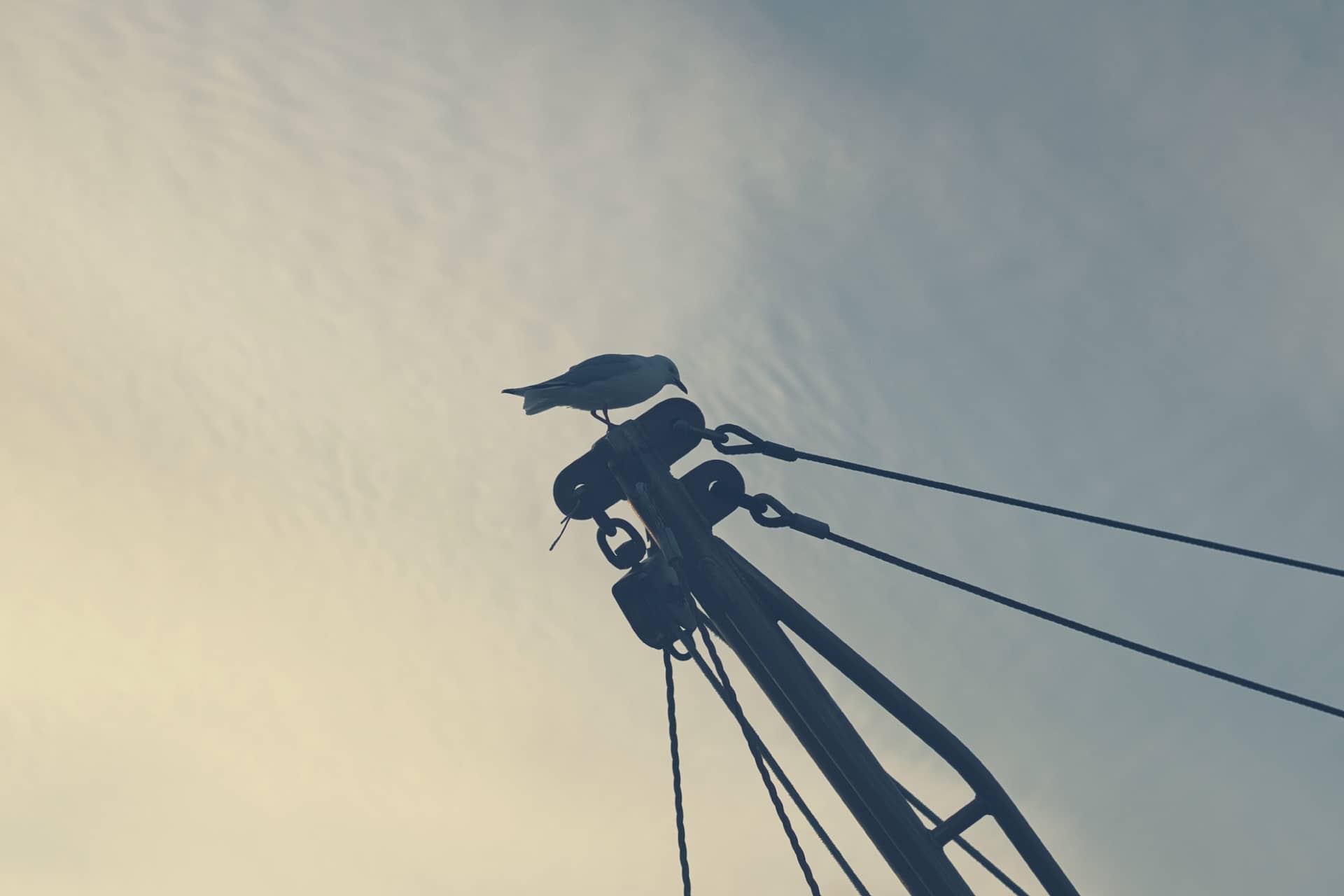 Photo of a seagull on a mast, taken during golden hour.
