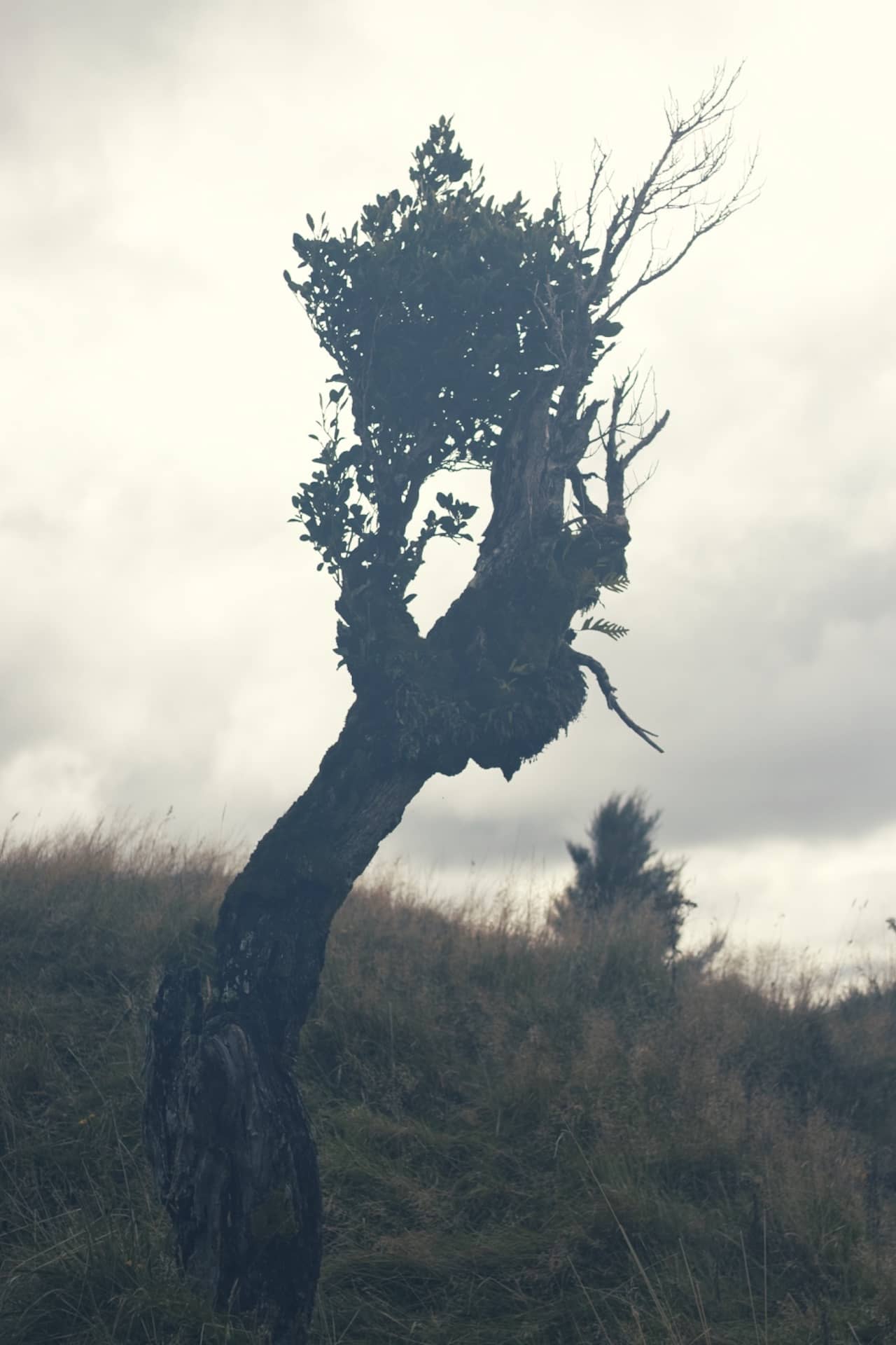 A moody photo of a uniquely-shaped tree on a cloudy day.